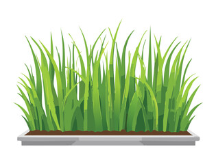 Fresh Green Grass Field with Soil Below