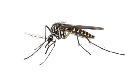 Aedes Mosquito Close Up on Transparent Background Detailed Insect Vector Illustration Isolated Pest Control Concept