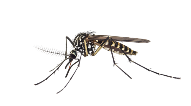 Aedes Mosquito Close Up on Transparent Background Detailed Insect Vector Illustration Isolated Pest Control Concept