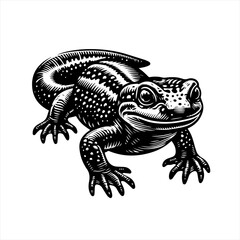 Obraz premium Detailed black and white illustration of a toad in a woodcut style