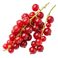 Fresh red currants on stems isolated on transparent background