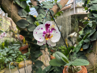 Beautiful purple and white Phalaenopsis amabilis orchid flower in a lush greenhouse, showcasing its vibrant petals and delicate structure. Perfect for floral, nature, and botanical themes.