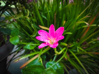 Colorful lilies on blurred green floral background, Beautiful daylily lily lilies bloom blooming flowering. Perennial garden summer gardening. Pink purple yellow.