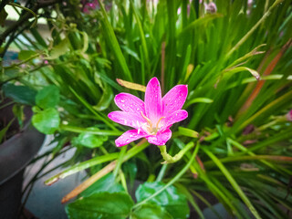 Colorful lilies on blurred green floral background, Beautiful daylily lily lilies bloom blooming flowering. Perennial garden summer gardening. Pink purple yellow.