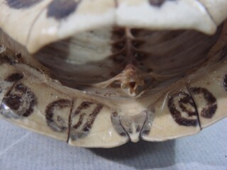 Geoclemys reevesii, Gu-pan dried turtle shell used in Korean medicine for chronic fatigue and bone health