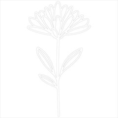 Elegant Outlined Chrysanthemum Illustration Simple Floral Design with Delicate Petals and Leaves Perfect for Coloring Pages and Botanical Art