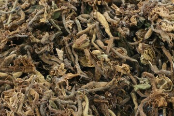 Lonicera japonica, Geum-eun-hwa traditional Korean herbal flower for fever and infection treatment