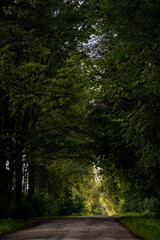 Green canopy arching over asphalt country lane forming natural tunnel, empty road for road trip concept, copy space, relaxing nature background for tourism, wellness and eco branding