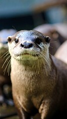 Close-up of an otter's face (1)