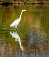 A great white egret hunts for food in a shallow lake near Phoenix Arizona