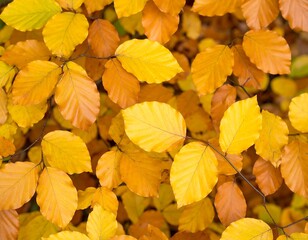 Fototapeta premium Autumn leaves, vibrant colors (1)