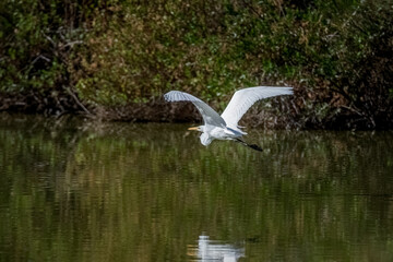 A great white egret hunts for food in a shallow lake near Phoenix Arizona