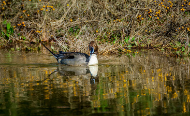 A male northern pintail duck in the early morning on a shallow lake near Phoenix Arizona