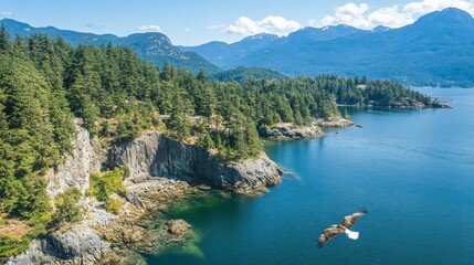 Bald eagle soars over coastal cliffs and water on sunny day, British Columbia