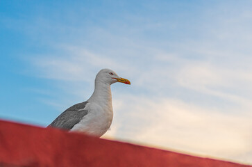 Adult ivory gull, seagull with black wings sits on edge of roof and looks towards sunset, with copy space for text against blue sky covered with white blanket of fragments with an orange sunset tint