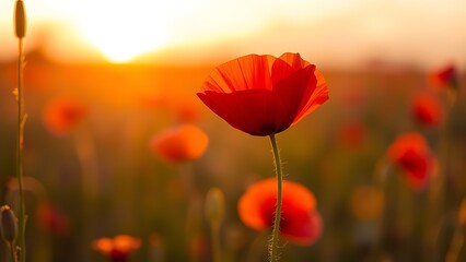 A vibrant red poppy flower in a sunset-lit field, representing remembrance and natural beauty.