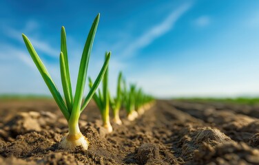 Fresh green onions flourishing in fertile soil under a clear sky