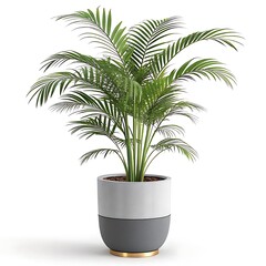 Obraz premium Lush green areca palm plant in a modern grey and white ceramic pot