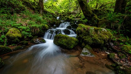 Obraz premium Forest stream cascading over mossy rocks