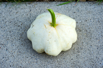 High angle view of white organic vegetable pattypan squash against concrete background outdoors at terrace on a summer evening. Photo taken August 8th, 2025, Zurich, Switzerland.