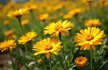 Field of blooming wild yellow chrysanthemums. Closeup of bright yellow flower petals, green leaves. Botanical beauty of summer flora in natural landscape. Vibrant colors, herbaceous plant, summer