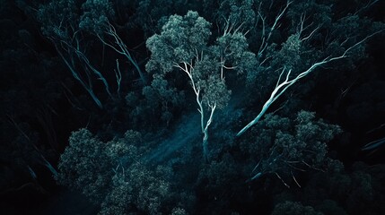 Aerial view of trees in a dark forest at dusk, showing canopy branches from above