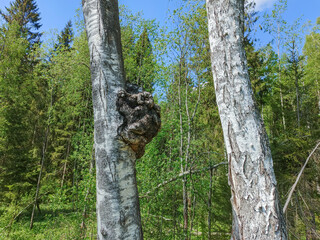 A growth on the trunk of a birch tree.
