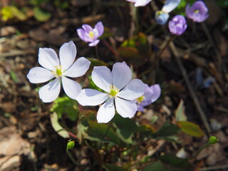 Jeffersonia dubia in bloom – pale lavender-blue spring flowers with yellow stamens, woodland perennial plant