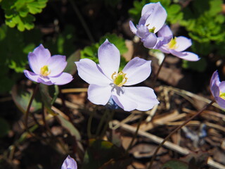 Jeffersonia dubia in bloom – pale lavender-blue spring flowers with yellow stamens, woodland perennial plant