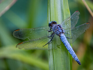 dragonfly on a branch
