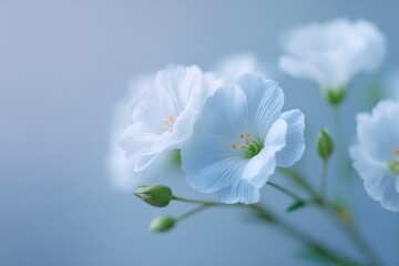 Obraz premium Delicate white flowers gently illuminated by soft blue backgroun