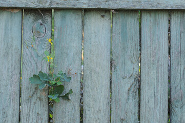 Old wooden fence with ivy plant. Background texture. Selective focus.