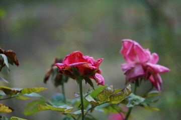 Fototapeta premium Nature’s Farewell: Withering Roses in Soft Focus,,Fading Beauty: Wilted Roses in Bloom