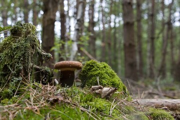mushroom in the forest
