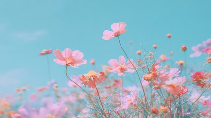 Fototapeta premium Vibrant Pink Cosmos Flowers Against a Soft Blue Sky Background