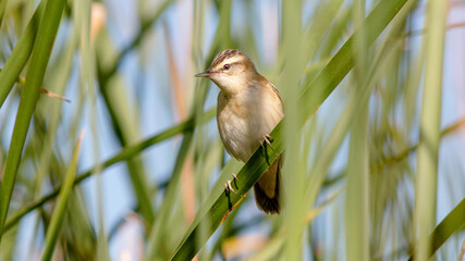 bird on the grass