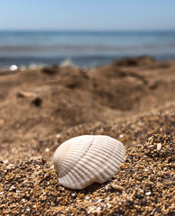 shell on a sandy sea beach