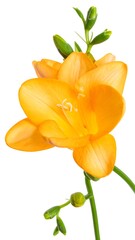 Obraz premium Close-up of an orange flower