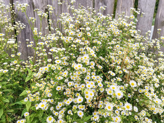 Blooming daisies. White summer flowers bloom against a wooden fence. Phalacrolumba annuum. Latin name (Phalacrolóma annuum)