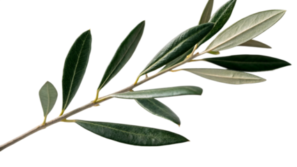 A delicate olive branch with elongated green leaves against a stark black background
