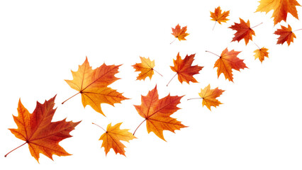 Fototapeta premium Autumn maple leaves swirling and falling against a stark black background