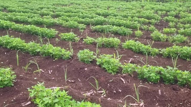 Two distinct farm fields, with one primarily cultivated with rows of groundnuts, peanuts, Arachis hypogaea, characterized by their vibrant green leaves. These peanut fields are separated by corn plant