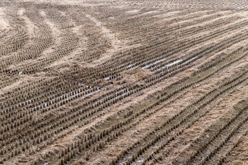 rice farm after harvest