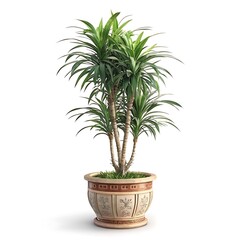 Obraz premium Potted palm tree with green foliage, a houseplant isolated on a white background