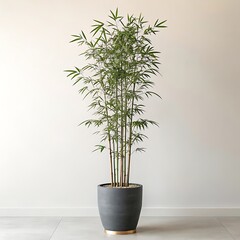Fototapeta premium Potted houseplant with green leaves and a flowering rosemary bush