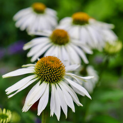 daisy flower closeup