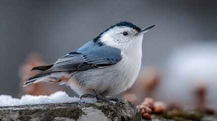 Naklejka premium White-breasted Nuthatch: A Serene Winter Portrait