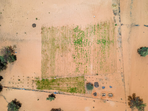 Aerial view of a vibrant patch of crops contrasting against the arid landscape, a testament to agriculture in the dry region, Khol Khol, Louga Region, Senegal.