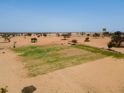 Aerial view of arid lands punctuated by scattered trees and cultivated fields, where life springs forth amidst the sandy expanse, Khol Khol, Louga Region, Senegal.