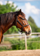 Obraz premium Close-up of brown horses head against the background of horse farm. Horse in bridle, with calm expression. Background is slightly blurred. Outdoor scene. Summer day.